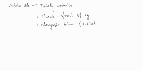 df-the-following-muscles-of-the-leg-which-one-is-on-the-anterior-side-of-the-lec-multiple-choice-tibialis-posterior-peroneus-longus-tibialis-anterior-gastrocnemius-soleus-73615