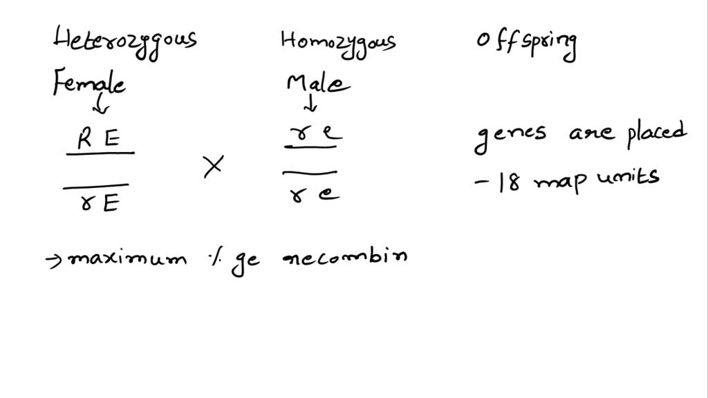 SOLVED: Two different genes are located on the same chromosomal pair in ...