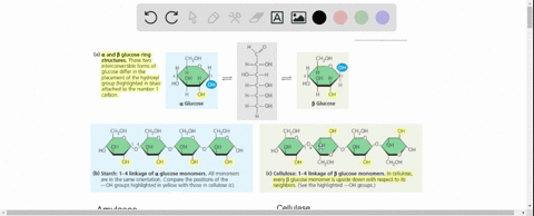cellulose-glycogen-and-starch-are-all-made-exclusively-of-glucose-yet-are-different-polysaccharides-and-have-different-properties-explain-why-this-is-the-case-69323
