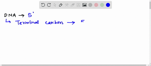 one-end-of-dna-is-5-prime-5-this-means-that-the-terminal-carbon-in-the-dna-strands-bonding-pathway-is-the-number-5-carbon-of-the-nucleotides-sugar-true-or-false-46685