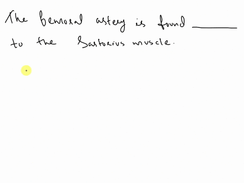 the-femoral-artery-is-found-____-to-the-sartorius-muscle-medial-superficial-lateral-deep-79903