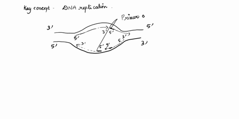 add-the-following-labels-and-items-to-the-diagram-below-label-the-3-and-5-ends-of-each-leading-and-lagging-strand-mark-the-position-of-at-least-2-primers-on-each-lagging-strand-label-the-fir-09578