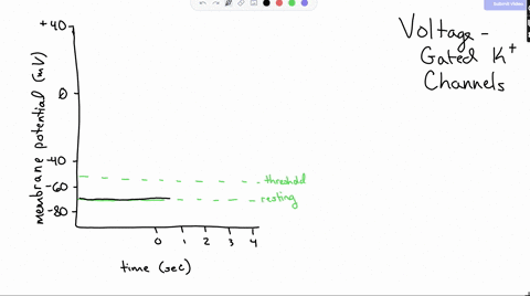 consider-the-following-three-diagrams-of-a-nerve-cell-membrane-they-show-resting-potential-depolarization-and-hyperpolarization-figure-out-which-one-is-which-then-draw-them-in-the-order-they-36015