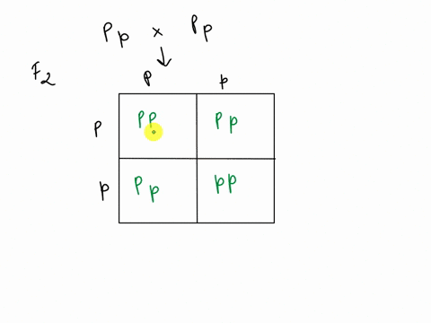 punnett-square-worksheet-for-class-participation-credit-you-are-being-asked-to-draw-2-punnett-squares-do-not-send-me-a-copy-and-paste-from-the-internet-hand-sketch-or-use-your-computer-skill-67576