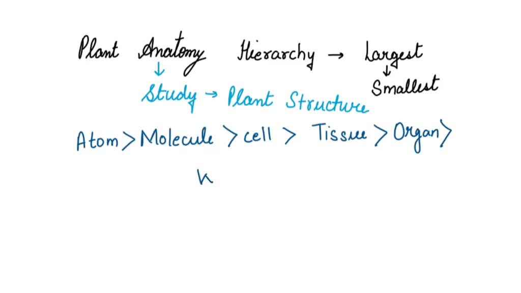 SOLVED: Plant Anatomy Hierarchy: From Largest to Smallest