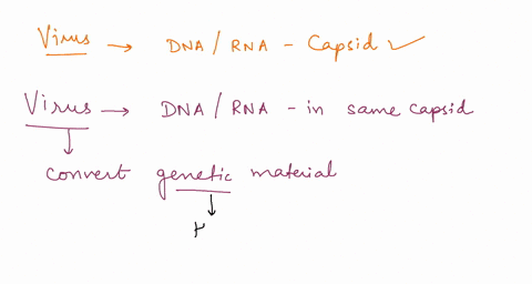 question-10-2-points-particular-kind-of-vus-can-only-have-one-kind-genetic-material-dna-or-rna-ihe-capsid-no-viruses-ever-have-two-kinds-of-genetic-material-in-the-same-capsid-true-false-tru-24689