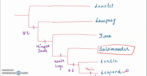 lancelet-ouigroup-lamprey-tuna-vertebral-column-salamander-hinged-jaws-tunle-four-walking-legs-amniotic-egg-leopard-halr-use-the-phylogeny-above-to-answer-the-following-question-which-of-the-52263