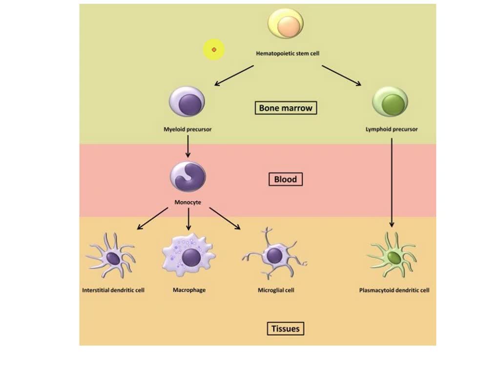 SOLVED: Monocytes Move From The Systemic Circulatory System Into ...