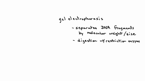 gel-electrophoresis-analysis-comparing-dna-taken-from-crime-below-are-the-results-from-and-dna-fragments-callected-from-possible-suspects-based-on-these-results-who-is-the-scene-most-likely-52855