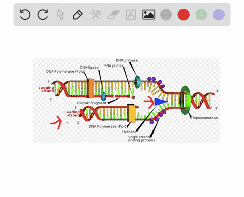 the-dna-double-helix-consists-of-two-strands-of-dna-that-are-running-in-opposite-directions-of-each-other-antiparallel-additionally-dna-polymerases-can-only-build-new-strands-of-dna-from-the-25422