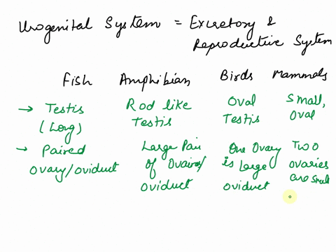 urogenital-system-fish-amphibian-bird-mammal-ovaries-or-testes-do-the-males-have-a-penis-do-the-females-have-a-uterus-type-of-fertilization-internal-or-external-is-there-a-cloaca-in-females-06474