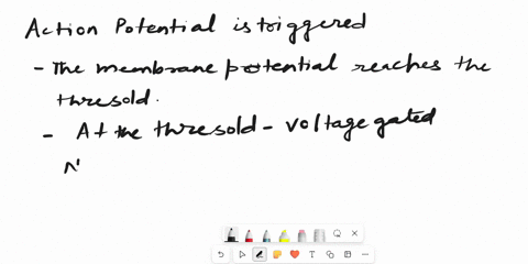 once-an-action-potential-is-triggered-there-is-a-a-reversal-of-the-membrane-polarity-with-the-interior-of-the-cell-becoming-positively-charged-b-reversal-of-the-membrane-polarity-with-the-in-18119