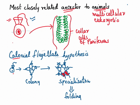 which-organism-would-be-the-most-closely-related-ancestor-of-animals-omulticellular-algae-o-heterotrophic-fungi-o-chimpanzee-o-unicellular-choanoflagellate-31774
