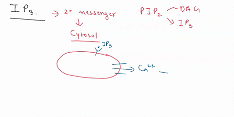 the-direct-intracellular-target-of-ip3-inositol-14s-trisphosphate-is-aa-gated-calcium-channel-in-the-endoplasmic-reticulum-b-an-atp-dependent-ca-pump-on-the-endoplasmic-reticulum-ccamp-phosp-63467