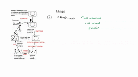 describe-the-life-cycle-of-a-bacteriophage-dna-virus-from-the-infection-stage-to-the-formation-of-new-phages-using-the-lytic-cycle-you-may-use-figure-to-support-your-answer-explain-how-the-m-91768