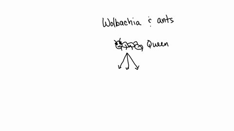 imagine-that-you-collected-worker-ant-from-an-ant-colony-and-you-found-that-it-was-positive-for-wolbachia-would-you-expect-the-ant-queen-from-that-colony-to-also-be-positive-for-wolbachia-wh-38906