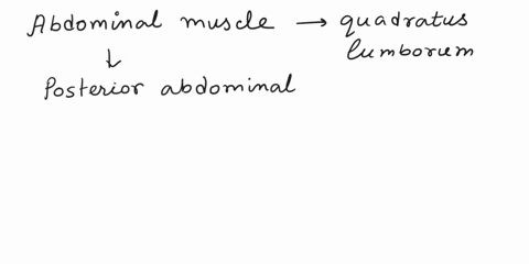 which-of-the-following-abdominal-muscles-is-not-a-part-of-the-anterior-abdominal-wallgroup-of-answer-choices-external-oblique-rectus-abdominis-quadratus-lumborum-internal-oblique-79895