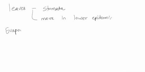 which-has-more-stomata-the-upper-or-the-lower-epidermis-why-06224