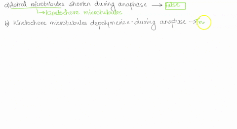 which-of-the-following-statement-isare-true-astral-microtubules-shorten-during-anaphase-kinetochore-microtubules-depolymerize-during-anaphase-spindle-mts-bind-the-kinetochores-associated-wit-59822