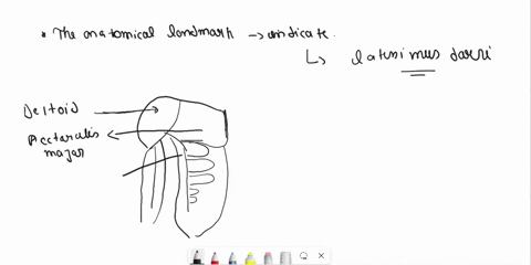 32-which-of-the-following-muscles-contributes-to-the-anatomical-landmark-indicated-by-the-number-1-1-point-serratus-anterior-deltoid-pectoralis-major-latissimus-dorsi-67618
