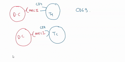when-t-cells-are-activated-by-recognizing-peptide-mhc-complexes-on-dendritic-cells-in-the-lymph-node-they-up-regulate-the-receptor-cd69-and-downregulate-receptor-required-for-exiting-the-lym-89795