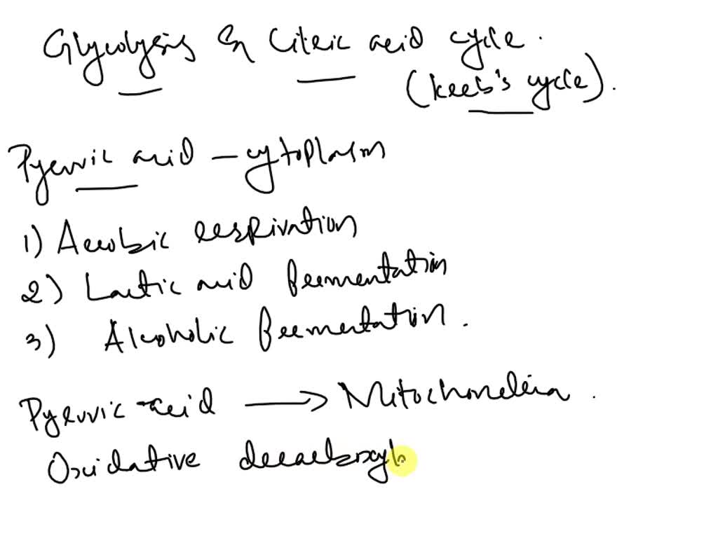 SOLVED: Which process connects glycolysis and the citric acid cycle