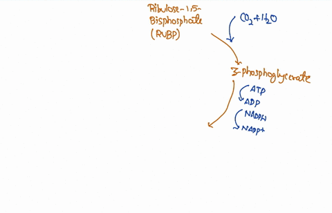 which-of-the-following-does-not-occur-during-the-calvin-cycle-select-one-consumption-of-atp-b-oxidation-of-nadph-c-release-of-oxygen-d-regeneration-of-rubp-88444