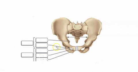 correctly-label-the-bones-and-anatomical-features-of-the-pelvic-girdle-schium-superor-ramus-infcror-ramus-body-ramus-spine-pubis-55472