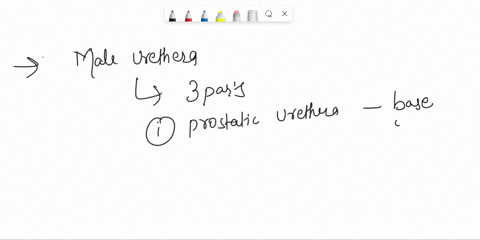 which-structure-is-highlighted-c-ejaculatory-duct-spongy-urethra-prostatic-urethra-membranous-urethra-76932