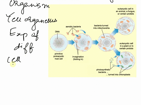 you-discover-new-unicellular-organism-and-cleverly-name-it-cellus-biologicus_-your-initial-studies-reveal-that-this-organism-has-distinct-nucleus-er-golgi-and-ribosomes-all-components-of-nor-51598