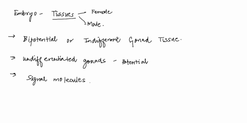 17-all-embryos-have-reproductive-structures-that-could-become-17-either-sex-which-ones-develop-depends-on-which-signal-molecules-are-present-these-tissues-that-could-become-either-male-or-fe-65333