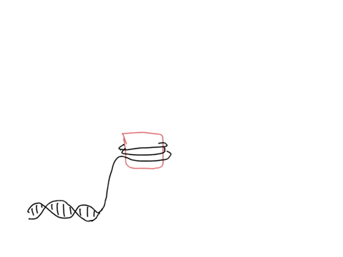 genes-are-connected-in-long-dna-and-protein-structures-called-__________-and-are-composed-a-material-called-_____________-group-of-answer-choices-a-centromeres-chromatin-b-chromatin-chromoso-90912
