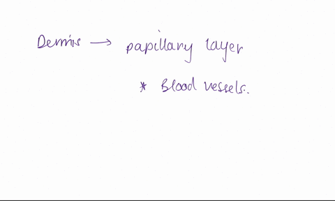 an-individual-using-a-sharp-knife-notices-a-small-amount-of-blood-where-he-just-cut-himself-which-of-the-following-layers-of-skin-did-he-at-least-have-to-cut-through-into-in-order-to-bleed-s-60405