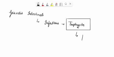 correctly-match-each-organism-t0-the-disease-it-causes-necator-americanus-hookwom-plasmodium-malana-candida-albicans-candidiasis-giardia-lamblia-glardiasis-rhizopus-zygomycosis-trichomonas-v-85549