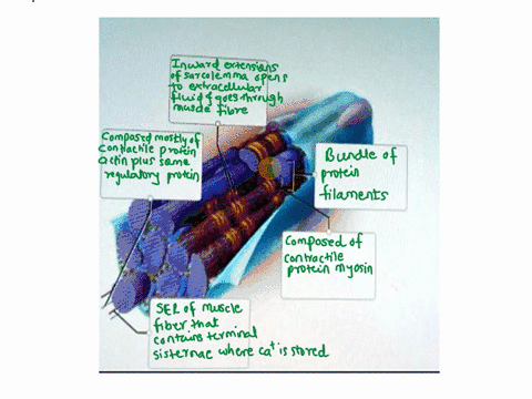 identify-on-the-skeletal-muscle-fiber-where-the-description-best-fits-by-clicking-and-dragging-the-label-to-the-correct-location-bunde-of-protein-filaments-composed-mostly-of-contractile-pro-48414