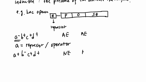 2-in-a-theoretical-operon-genes-b-c-and-d-represent-the-repressor-gene-the-promoter-sequence-the-operator-gene-and-the-structural-gene-but-not-necessarily-in-that-order_-this-operon-is-conce-75047