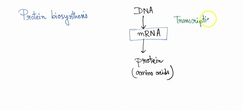 during-the-development-of-protein-hormone-biosynthesis-the-process-of-transcription-mrna-leaves-through-the-nuclear-pore-and-translation-of-the-mrna-occurs-in-the-lumen-of-the-rough-endoplas-27544