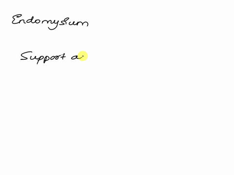 which-of-the-following-surrounds-an-individual-muscle-cell-a-fascicle-b-perimysium-c-epimysium-d-endomysium-85087