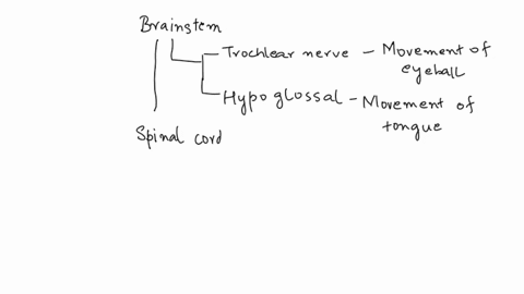 construct-unit-concept-map-t0-show-the-relationships-among-the-following-set-of-terms-include-all-of-the-terms-your-diagram-your-instructor-may-choose-assign-additional-terms-accessory-nerve-06967