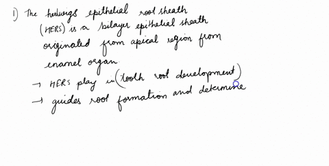developing-tooth-if-hertwig-sheath-and-the-epithelial-diaphragm-failed-to-form-the-resulting-tooth-would-exhibit-no-radicular-dentin-b-malformed-or-fused-roots_-acellular-but-no-cellular-cem-02471