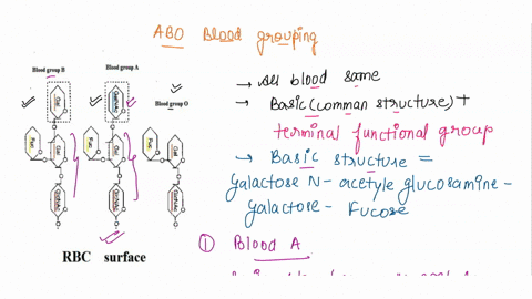 1-human-red-blood-cell-types-a-b-and-0-are-commonly-labeled-according-to-the-type-of-glycan-antigens-that-are-present-on-the-surface-of-the-cells_-draw-the-abo-antigens-using-chair-conformat-86071