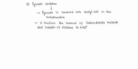 select-all-correct-answers-which-of-the-following-processes-produce-nadh-a-pyruvate-oxidation-b-glycolysis-c-the-citric-acid-krebs-cycle-80889