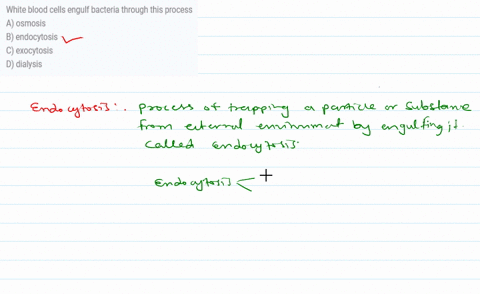 white-blood-cells-engulf-bacteria-through-this-process-a-osmosis-b-endocytosis-c-exocytosis-d-dialysis-03377