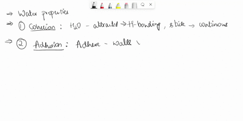 explain-what-water-properties-allow-water-transport-in-plants-to-occur-50456