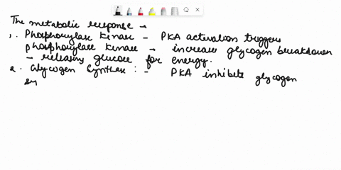 20-the-glucagon-receptor-in-liver-cells-regulates-adenylate-cyclase-and-synthesis-cyclic-amp-camp-which-activates-camp-dependent-protein-kinase-a-pka-for-each-of-the-targets-of-pka-in-liver-54127
