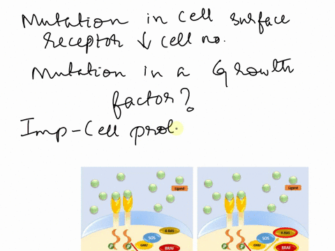 a-mutation-in-a-cell-surface-receptor-protein-was-shown-to-result-in-a-decrease-in-cell-number-it-was-found-that-the-receptor-mutation-prevented-the-ligand-the-molecule-that-specifically-bin-72852