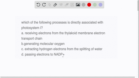 which-of-the-following-processes-is-directly-associated-with-photosystem-i-a-receiving-electrons-from-the-thylakoid-membrane-electron-transport-chain-bgenerating-molecular-oxygen-c-extractin-45362