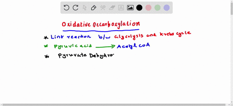 ____________-catalyzes-the-oxidative-decarboxylation-of-pyruvate-to-make-the-two-carbon-activated-carrier-_______________-a-pyruvate-dehydrogenase-acetyl-coa-b-pyruvate-carboxylase-acetyl-co-71773