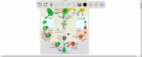 completely-describe-the-reproduction-of-angiosperms-can-your-answer-please-include-a-labeled-diagram-of-any-key-reproductive-structures-like-the-flower-or-a-cone