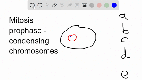 you-look-in-the-microscope-and-see-prominent-nuclear-membrane-but-no-chromosomes-_-which-phase-are-you-likely-vigwving-interphase-telophase-metaphase-anaphaso-prophase-01998